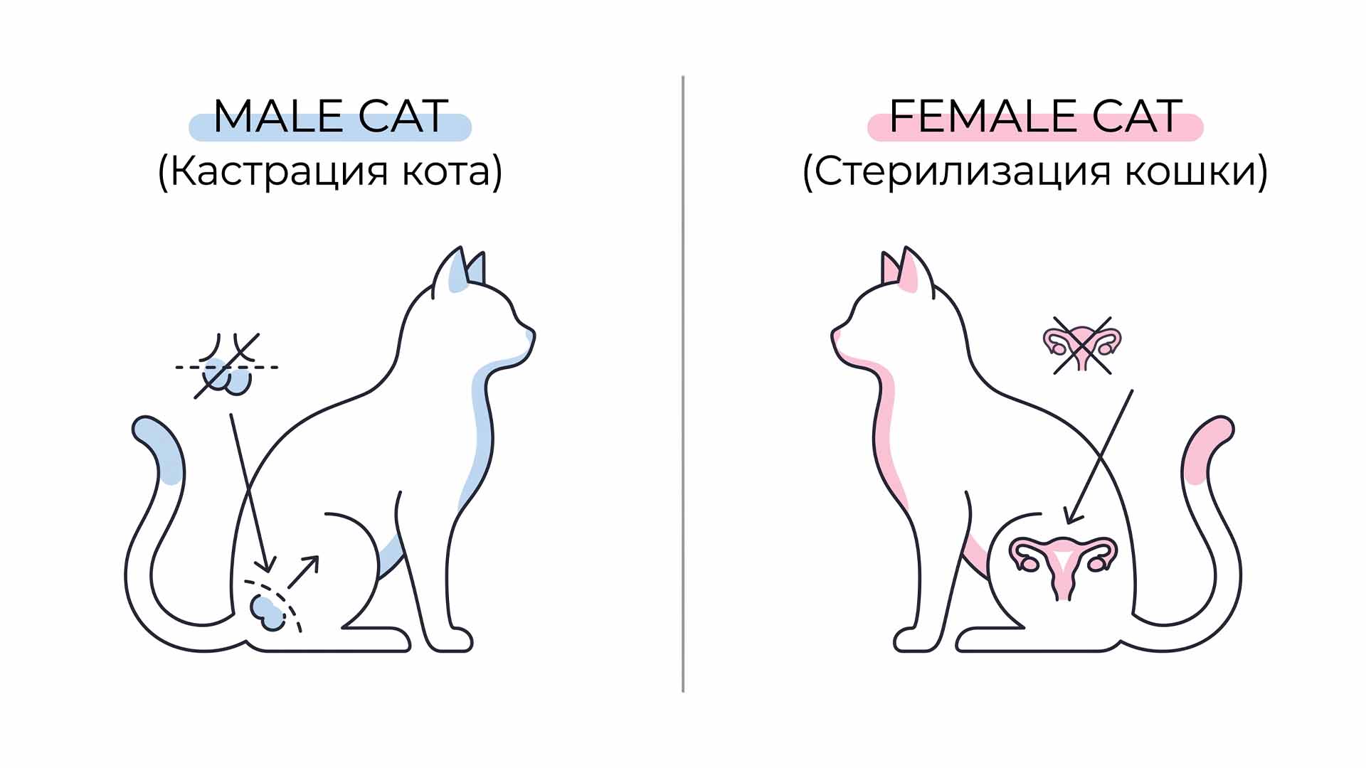 В чём разница между кастрацией и стерилизацией